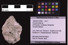 Foto (Objekt + Etiketten) von Goniodromites sp. (NHMW-GEO-1990-0041-0085)